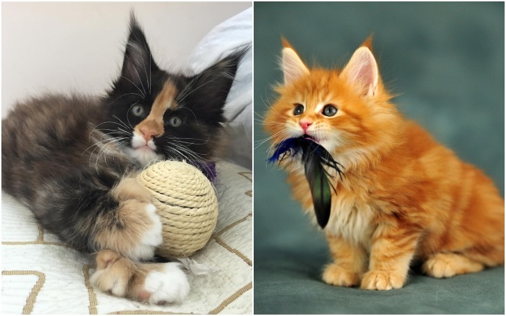 Buying A Maine Coon Cat (23 Things You Should Know)