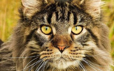 Buying A Maine Coon Cat (23 Things You Should Know)