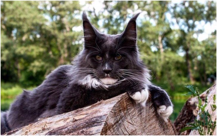 Buying A Maine Coon Cat (23 Things You Should Know)