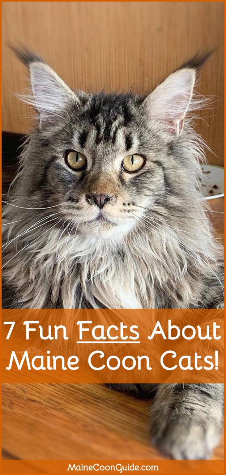 7 Fun Facts About Maine Coon Cats - Maine Coon Guide