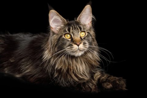 18 Things You Didn’t Know About Maine Coons - Maine Coon Guide